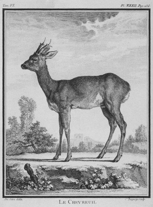 Chevreuil