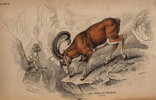 Mouflon méditerranéen