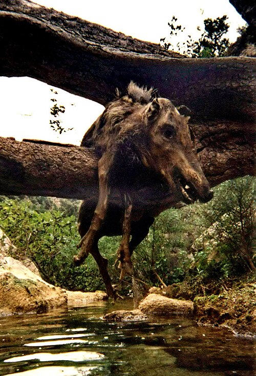 Sanglier